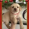 Labrador Puppy Yellow