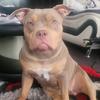 American Bully