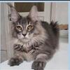 Female Maine Coon For Sale