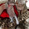 Savannah Cats and Kittens