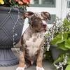 ADORBS AMERICAN BULLY MALE