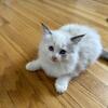 Maine Coon kittens (9) weeks. Pure ragdoll (12) weeks