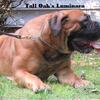 AKC & UKC Boerboel pups 
