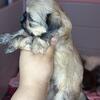 *on hold* Akc sable female shih tzu 