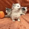 Munchkin kittens 