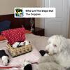 Old english sheepdog puppies