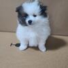 Lucky - 6 month old male Pomeranian puppy