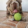 English bulldog Male