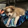 Pomeranian puppies 