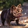Frenchie Big Rope fluffy puppies 