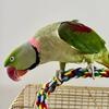3 years old alexanderia parrot very sweet and friendly 