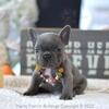 Poetic French Bulldog Puppy Tiny Gigi Blue brindle female