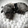 Toy Poodles