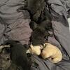 Dutch Shepherd Puppies - Proven Working Police K9/KNPV Bloodlines 