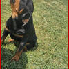 Rogers' Rotties (AKC Rottweilers)