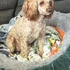 Toy/miniature female spayed poodle 