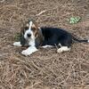 Basset hound puppies 