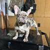 Blue merle female french bulldog 