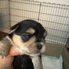 Morkie puppies - Indianapolis