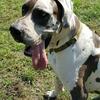 CKC Great Dane Puppies