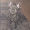 French Bulldog Stud