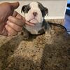 Mini english bulldog