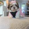 Shihtzu puppies CKC