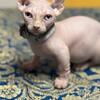 Cutest Dwelf Sphynx in Tampa! Blue eyes very short legs 
