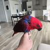 Female Eclectus 