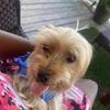 AKC registered yorkie STUD