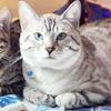 Bengal Kittens TICA registered