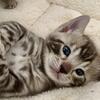 Brown Snow and Silver Bengal kittens