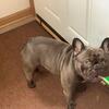 AKC French Bulldog Stud