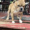 USBR Registered American bully for sale