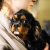 5 month male cavalier king Charles 