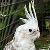 Cockatiel (White-Faced Pied)