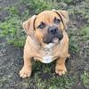 Precious 13 week old female American bully registrable UKC
