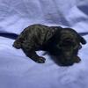 Toy poodle litter born 9 26