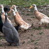 Laying Indian runner Ducks 3 females 1 male breeding