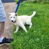 Siberian Husky/American Eskimo Male Available