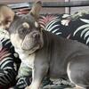 French Bulldog 7 Months Old in Maine 
