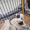 Pug Pups