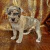 "SNOOP DOGG" BLUE MERLE PUPPY / HAS REGISTRATION PAPERS