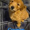 Adorable Labradoodle Pups!!