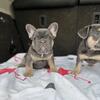 Beautiful blue and tan French bulldog puppies