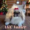 AKC Pekingese Puppies for Sale