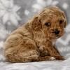 River Cavapoo