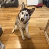 Siberian Husky female age 1