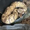 Orange Dream Banana Leopard Het Clown Ball Phython 