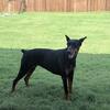 AKC Registered Doberman Pinscher – 3 Years Old 